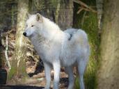 wolf-wild-animal-predator-1227222.jpg