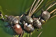 painted-turtles-reptiles-wildlife-1030274.jpg