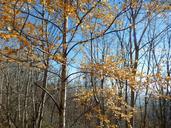 birch-fall-field-nature-forest-1035882.jpg