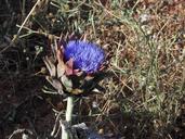 artichoke-plant-blossom-bloom-blue-374153.jpg