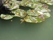 pond-frogs-water-lilies-298817.jpg