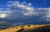 buffalo-herd-animals-mammals-1665331.jpg