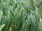 barley-cereals-agriculture-food-373360.jpg