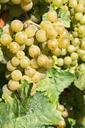 wine-grape-ripe-new-wine-vintage-498474.jpg