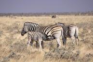 zebra-foal-reborn-drink-suckle-63355.jpg