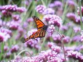 Monarch_Butterfly_on_Milkweed.jpg