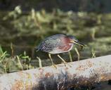 heron-green-bird-prey-wildlife-92370.jpg