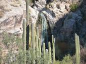 cactus-tucson-arizona-desert-249554.jpg