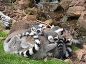 lemur-cuddle-cute-cuddly-zoo-939540.jpg