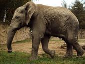 elephant-zoo-trunk-grey-animals-536248.jpg