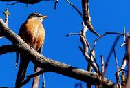 robin-bird-animal-red-breast-372784.jpg