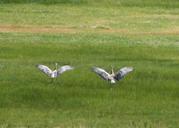 Summer_Lake_Wildlife_Refuge,_Oregon_(sandhill_cranes).jpg