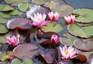 water-lilies-pond-floral-water-509744.jpg