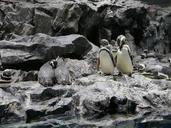 penguins-nature-animals-rocks-952050.jpg