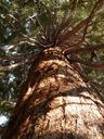 sequoia-tribe-bark-large-powerful-7482.jpg