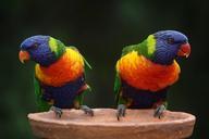 rainbow-lorikeet-parrots-australia-686100.jpg