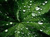 leaf-water-droplets-wet-nature-932142.jpg