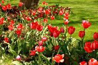 tulips-springtime-flower-bloom-1042606.jpg