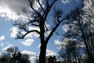 park-tree-sky-clouds-blue-winter-664821.jpg