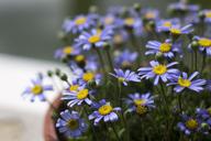 margaritas-flowerpot-purple-lilac-1283260.jpg