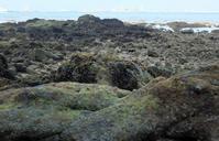 Geologic_formations_revealed_at_low_tide,_Tanjung_Rimau.jpg