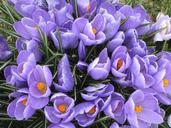 flower-crocus-spring-springtime-13369.jpg