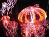 jellyfish-luminous-jellyfish-light-113382.jpg