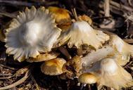 fungus-white-brown-mushrooms-623604.jpg