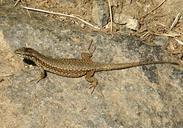 lizard-reptile-animal-523551.jpg