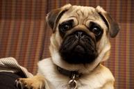 pug-dog-portrait-cute-canine-981207.jpg