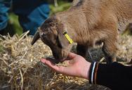 goat-lamb-petting-zoo-goat-animal-459463.jpg