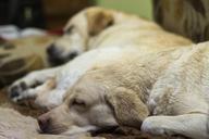 labrador-wet-dog-sleeping-dog-805836.jpg