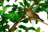 sparrow-nature-bird-road-sit-782541.jpg