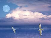 seagulls-birds-flying-sky-moon-549761.jpg