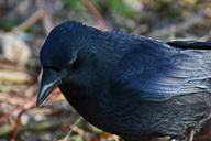 raven-bird-black-corvidae-643511.jpg