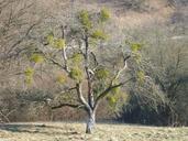 tree-autumn-mistletoe-kahl-662286.jpg