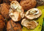 fresh-walnuts-garden-harvest-nut-1100489.jpg