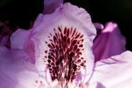 rhododendron-single-flower-blossom-348167.jpg