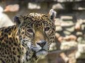 leopard-wild-animal-cat-nature-822645.jpg