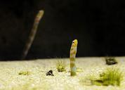 aquarium-worm-fish-meeresbewohner-353600.jpg