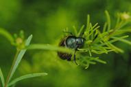 beetle-water-grass-foliage-253823.jpg