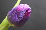 tulip-spring-flower-flowers-649932.jpg