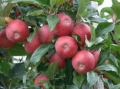 apple-ripe-red-apple-orchard-59905.jpg