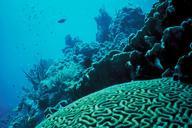 Underwater photo of coral reef.jpg