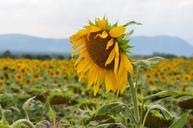 sunflower-sunflower-field-laconnex-425424.jpg