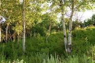 birch-brkenwald-trees-243497.jpg