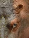 hippopotamus-hippo-paarhufer-mammal-91183.jpg