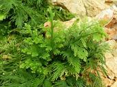 fern-garden-thailand-leaf-green-468275.jpg