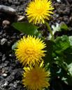 dandelion-flower-nature-spring-1214127.jpg