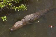 alligator-water-sunning-reptile-731611.jpg